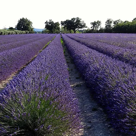 La Cour Des Sens Lagnes